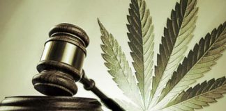 Analiză | Provocările legalizării canabisului în Quebec