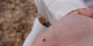 Cazurile de boală Lyme, în creștere de la an la an