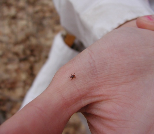 Cazurile de boală Lyme, în creștere de la an la an