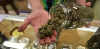 Legalizarea canabisului în Canada. Zece lucruri de știut