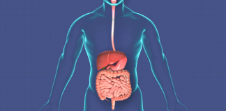 Sistemul digestiv, al doilea creier uman