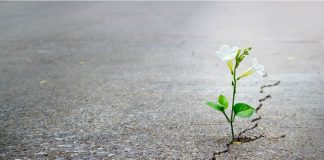 Opinie | Maladii, moarte, bani și politică