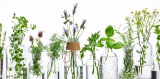 Plantele medicinale și vitaminele