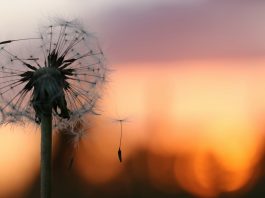 Opinie | Ce este fericirea?