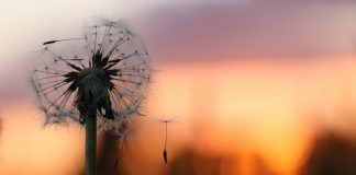 Opinie | Ce este fericirea?