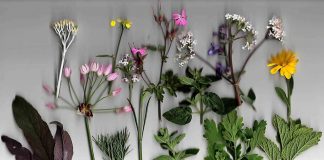 COVID-19: Ce remedii naturale ne oferă plantele medicinale împotriva anxietății?