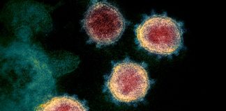 A fost identificată o nouă tulpină a coronavirusului, mai contagioasă