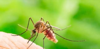 Pot țânțarii transmite COVID-19?