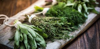 Plante care stimulează memoria și concentrarea