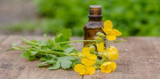 Rostopasca, o plantă cu acțiune complexă