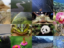 Două treimi din fauna planetei a dispărut în mai puțin de 50 de ani