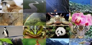 Două treimi din fauna planetei a dispărut în mai puțin de 50 de ani