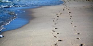 Opinie | Inscripţie pe un fir de nisip