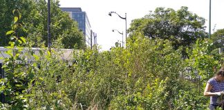 Copacii ar putea reduce cu o treime mortalitatea cauzată de valurile de căldură în zonele urbane