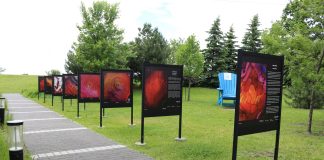 Lavi Picu: O redare vizuală și poetică prin intermediul artei a confruntării cu boala Lyme