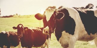 Hormonii din carne și lapte: Ce este permis și ce nu este permis în Canada, UE și SUA