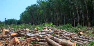 Quebec: Războiul comercial riscă să afecteze mediul înconjurător