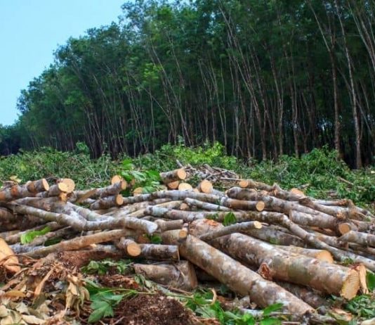 Quebec: Războiul comercial riscă să afecteze mediul înconjurător