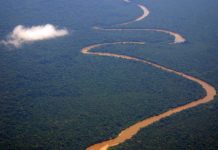 Pădurile tropicale se refac mai rapid decât se credea