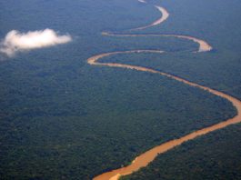 Pădurile tropicale se refac mai rapid decât se credea