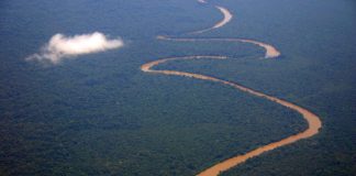 Pădurile tropicale se refac mai rapid decât se credea