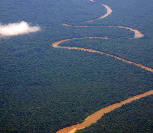 Pădurile tropicale se refac mai rapid decât se credea