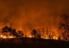 Mecanismul fizic și deciziile politice din spatele marilor incendii de păduri