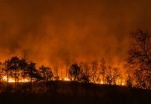 Mecanismul fizic și deciziile politice din spatele marilor incendii de păduri