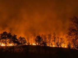 Mecanismul fizic și deciziile politice din spatele marilor incendii de păduri