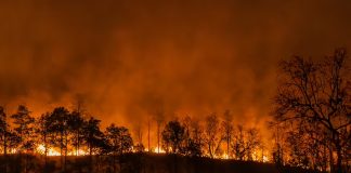 Mecanismul fizic și deciziile politice din spatele marilor incendii de păduri