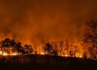 Mecanismul fizic și deciziile politice din spatele marilor incendii de păduri