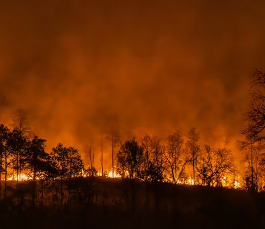 Mecanismul fizic și deciziile politice din spatele marilor incendii de păduri